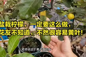 盆栽柠檬一定要“矮化”，很多花友不知道，不然很容易黄叶！视频封面