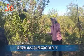 林中暗藏大网 捕捉迁徙小鸟视频封面