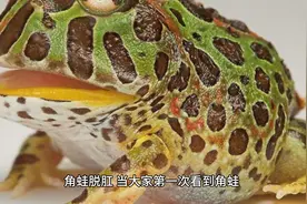 角蛙脱肛，造成角蛙会脱肛的真正原因