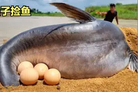 今天强子在河边洗裤子，土里的鱼自己就钻了出来。视频封面