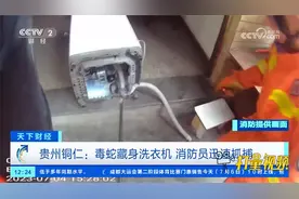 贵州铜仁：毒蛇藏身洗衣机内胆，被抓时拼命挣扎，视频记录全程视频封面