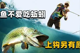 最好用的鱼饵只有蚯蚓？专家实验过：鱼不爱吃蚯蚓，上钩另有原因