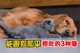 这几种猫，能跟狗子和平共处！