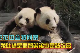 花花又被网暴，被吐槽是弱智残疾，连弟弟和叶也被说是残次品视频封面