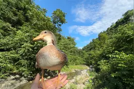 花了几百块买的柯尔鸭蛋，我怀疑我上当了