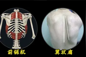 胸部的肌肉：前锯肌视频封面