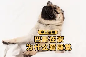 今日话题，小狗在家为什么爱睡觉?视频封面