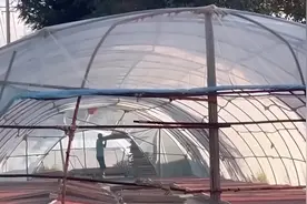 央视曝光工业硫磺熏制枸杞加工黑幕，甘肃靖远官方通报视频封面