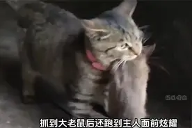 猫对老鼠的血脉压制，奶猫没满月就上岗，就连宠物猫也爱抓老鼠
