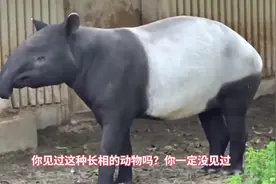 貘是一种远古神兽！它们是怎么交配的？！看到最后太精彩？_1