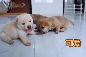 小奶狗长得虎头虎脑的，抢不到奶喝就叫妈妈起床，萌萌的真可爱