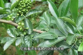 花椒的功效与作用虽多，但禁忌人群有哪些呢？视频封面