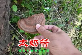 我算是服了，野外鱼缸一天两次丢，这玩意叫太奶召唤器？