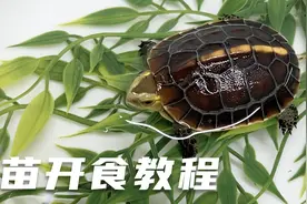 养龟新手入龟苗，如何开食？保姆级教学分享视频封面