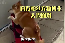 网红柴犬金宝博主人设崩塌，未剪辑素材不断怒吼，狗主人发文回应视频封面