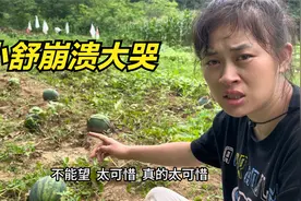 辛苦种的西瓜全军覆没，想起生活种种艰难，小舒瞬间崩溃大哭视频封面