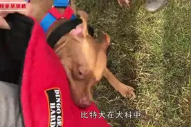 将十只凶猛的比特犬，和一只东北虎关在一起，老虎能坚持多久？视频封面