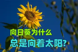 向日葵为什么总是向着太阳?视频封面