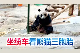 陪宝宝坐缆车看熊猫三胞胎，来一起揭秘熊猫的尾巴是什么颜色视频封面