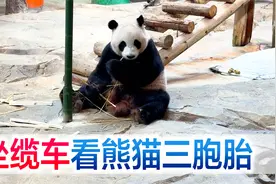 陪宝宝坐缆车看熊猫三胞胎，来一起揭秘熊猫的尾巴是什么颜色视频封面