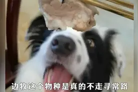 果然，边牧这个物种是真的不走寻常路啊！视频封面