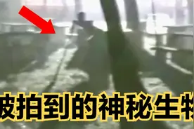 神秘生物现身摄像头！动物园惊现不明生物，森林深处传奇奇观！视频封面