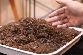 家里养花种菜用什么高品质土壤？园艺师教你，用品氏泥炭土视频封面