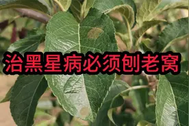 治疗苹果黑星病必须刨老窝视频封面