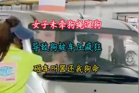 女子不牵绳遛狗导致狗被车压，索赔遭拒便持砖砸车叫嚣赔我狗命视频封面