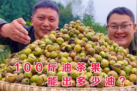 10天实测！100斤油茶果榨油全过程 这出油率太意外了视频封面