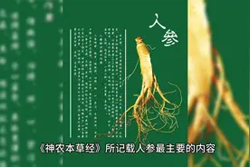 人参的功效、作用与禁忌