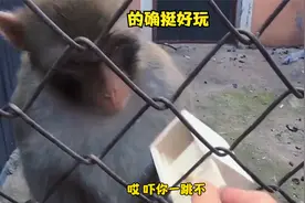 猴子：的确挺好玩，你一边玩去吧