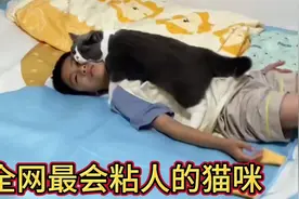 全网最粘人的猫咪，每天都要粘在小主人身上，连睡觉也要一起睡。视频封面
