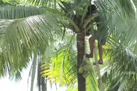 你吃过椰子油吗椰子油营养丰富而且还有多种用途这种来自海南文
