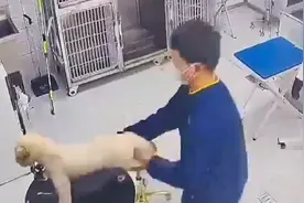 江苏淮安一宠物医院被曝粗暴摔打宠物狗 医院：当事员工年轻气盛视频封面