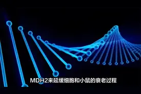 华东理工大学研究发现：这种常用降糖药物可以延长寿命视频封面