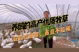 养鹅高产多年生牧草，菊苣种植成本低，种一次收割6~8年，口感好视频封面