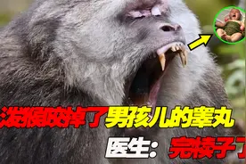 妈妈给8个月儿子把尿，反被猴子吃掉“睾丸”，医生：完犊子了视频封面