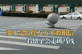 要不是监控万万不敢相信，石墩子会走斑马线，狗子跳进黄河洗不清