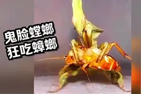 昆虫界吃播，鬼脸螳螂狂吃蟑螂视频封面