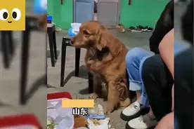 主人带狗狗喝酒撸串，狗：这几个酒量不行，全给我喝了视频封面