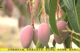 海南再添15个“国字号”农产品 三亚有8个品种入围视频封面