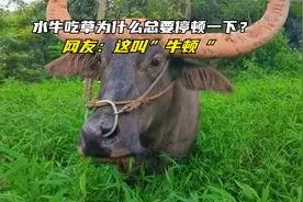 水牛吃草为什么总要停顿一下？网友：这叫“牛顿”！视频封面