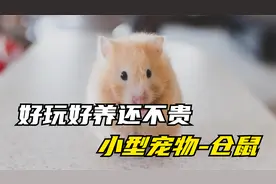 一种最适合新手养的小型宠物，好玩好养还不贵