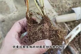 它是花中“贵妇”，不仅耐低温，而且很耐阴，地栽盆栽都很棒视频封面