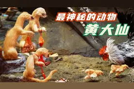 最神秘的动物-黄大仙，黄鼠狼真的能附身人体吗？解密千年之迷
