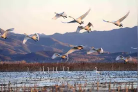 密云水库：一年投放500多吨鱼苗，凭什么成为北京人的“鱼库”？视频封面