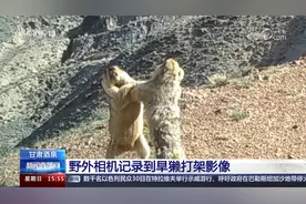 甘肃酒泉 野外相机记录到旱獭打架影像 招式出奇一致像跳舞视频封面