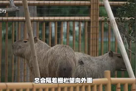 扬州一岁卡皮巴拉离家出走，走失两个月，它还能找到回家路吗？视频封面