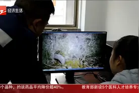 罕见情景！红外相机拍到野生穿山甲挖洞筑穴全程视频封面